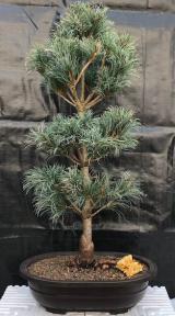 Japanese White Pine Bonsai Tree <br><i>(pinus parviflora 'bergman')</i>