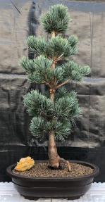 Japanese White Pine Bonsai Tree <br><i>(pinus parviflora 'bergman')</i>