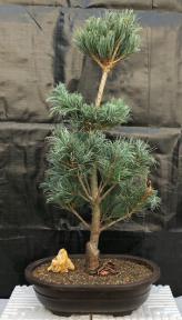 Japanese White Pine Bonsai Tree <br><i>(pinus parviflora 'bergman')</i>