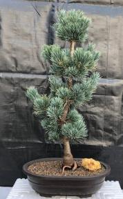 Japanese White Pine Bonsai Tree <br><i>(pinus parviflora 'bergman')</i>