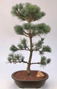 Japanese White Pine Bonsai Tree <br><i>(pinus parviflora 'bergman')</i>