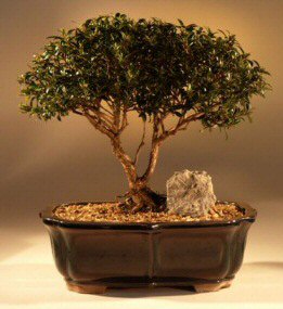 Brush Cherry Bonsai Tree<br><i>(eugenia myrtifolia)</i>