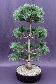 Japanese White Pine Bonsai Tree <br><i>(pinus parviflora 'bergman')</i>