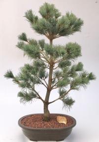 Japanese White Pine Bonsai Tree <br><i>(pinus parviflora 'bergman')</i>