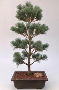 Japanese White Pine Bonsai Tree <br><i>(pinus parviflora 'bergman')</i>