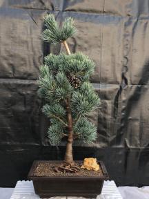 Japanese White Pine Bonsai Tree <br><i>(pinus parviflora 'bergman')</i>