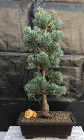 Japanese White Pine Bonsai Tree <br><i>(pinus parviflora 'bergman')</i>