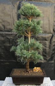 Japanese White Pine Bonsai Tree <br><i>(pinus parviflora 'bergman')</i>