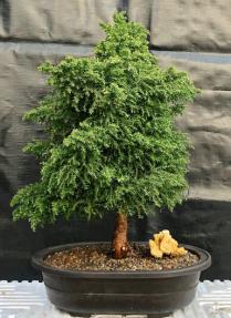 Cryptomeria Bonsai Tree <br><i></i>(japonica - tansu)