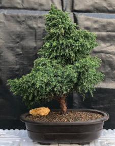 Cryptomeria Bonsai Tree <br><i></i>(japonica - tansu)