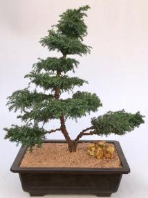 Cryptomeria Bonsai Tree <br><i></i>(japonica - tansu)