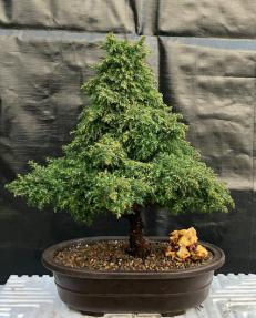 Cryptomeria Bonsai Tree <br><i></i>(japonica - tansu)
