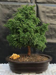 Cryptomeria Bonsai Tree <br><i></i>(japonica - tansu)
