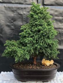 Cryptomeria Bonsai Tree <br><i></i>(japonica - tansu)