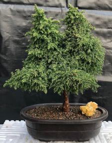 Cryptomeria Bonsai Tree <br><i></i>(japonica - tansu)