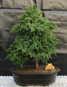 Cryptomeria Bonsai Tree <br><i></i>(japonica - tansu)