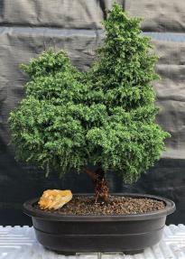 Cryptomeria Bonsai Tree <br><i></i>(japonica - tansu)