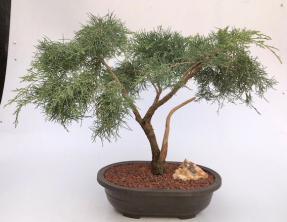 Golden Joy Shimpaku Bonsai Tree<br>Trained in Jin Style<br><i>(juniperus pfitzeriana)</i>