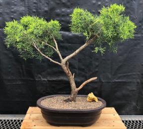 Golden Joy Shimpaku Bonsai Tree<br>Trained in Jin Style<br><i>(juniperus pfitzeriana)</i>