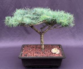 Deodar Cedar 'Snow Sprite' Bonsai Tree<br><i>(cedrus deodara)</i>