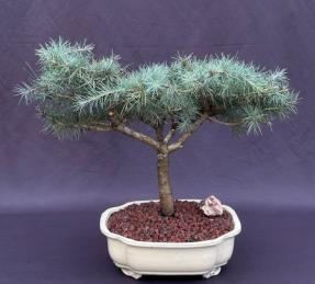 Deodar Cedar 'Snow Sprite' Bonsai Tree<br><i>(cedrus deodara)</i>