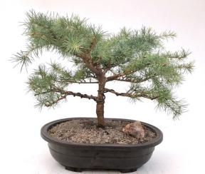 Deodar Cedar 'Snow Sprite' Bonsai Tree<br><i>(cedrus deodara)</i>