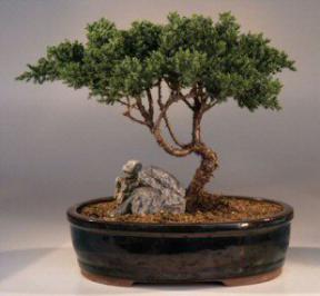 Juniper Bonsai Tree<br><i>(juniper procumbens 'nana')</i>