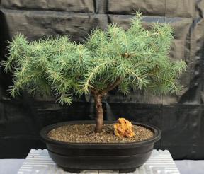 Deodar Cedar 'Snow Sprite' Bonsai Tree<br><i>(cedrus deodara)</i>