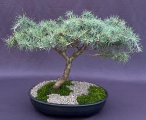 Deodar Cedar 'Snow Sprite' Bonsai Tree<br><i>(cedrus deodara)</i>