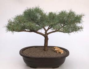 Deodar Cedar 'Snow Sprite' Bonsai Tree<br><i>(cedrus deodara)</i>