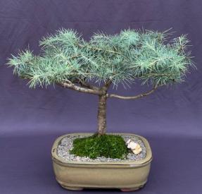 Deodar Cedar 'Snow Sprite' Bonsai Tree<br><i>(cedrus deodara)</i>