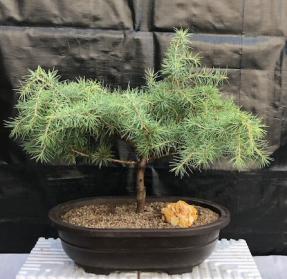 Deodar Cedar 'Snow Sprite' Bonsai Tree<br><i>(cedrus deodara)</i>