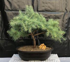 Deodar Cedar 'Snow Sprite' Bonsai Tree<br><i>(cedrus deodara)</i>