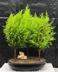 Lemon Cypress Bonsai Tree<br>Three Tree Forest Group<br><i>(cupressus macrocarpa)</i>