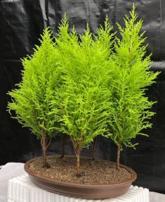 Lemon Cypress Bonsai Tree<br>Five Tree Forest Group<br><i>(cupressus macrocarpa)</i>