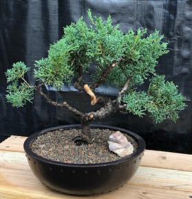 Shimpaku Juniper Bonsai Tree<br>Trained in Jin Style<br><i>(juniper chinensis 'shimpaku')</i>