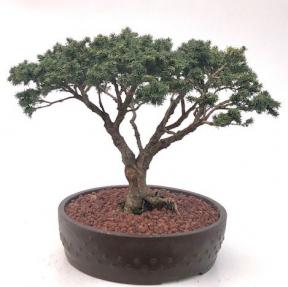 Bird's Nest Spruce Bonsai Tree<br><i>(Picea abies 'Nidiformis')</i>