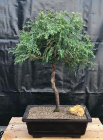Dwarf Japanese Cedar Bonsai Tree<br>(Cryptomeria japonica 'Globosa Nana')