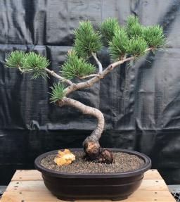 Mugo Pine Bonsai Tree<br>