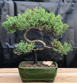 Juniper Bonsai Tree - Trained <br><i>(juniper procumbens nana)</i>