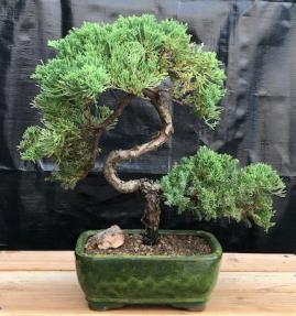 Juniper Bonsai Tree - Trained <br><i>(juniper procumbens nana)</i>