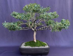 Dwarf English Boxwood Bonsai Tree<br>(buxus semperuirens)