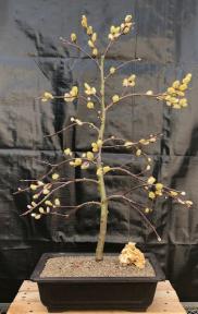 Flowering Weeping Pussy Willow Bonsai Tree<br><i>(salix caprea 'pendula')</i>