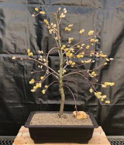 Flowering Weeping Pussy Willow Bonsai Tree<br><i>(salix caprea 'pendula')</i>