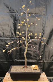 Flowering Weeping Pussy Willow Bonsai Tree<br><i>(salix caprea 'pendula')</i>