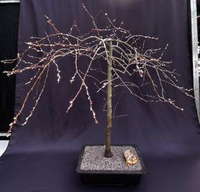 Flowering Weeping Pussy Willow Bonsai Tree<br><i>(salix caprea 'pendula')</i>