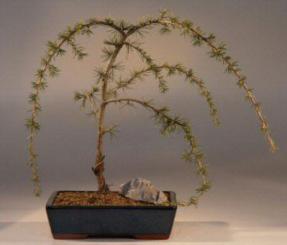 Weeping Atlas Blue Cedar Bonsai Tree<br><i>(cedrus glauca pendula)</i>