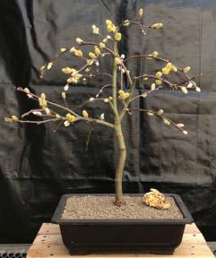 Flowering Weeping Pussy Willow Bonsai Tree<br><i>(salix caprea 'pendula')</i>