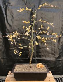 Flowering Weeping Pussy Willow Bonsai Tree<br><i>(salix caprea 'pendula')</i>