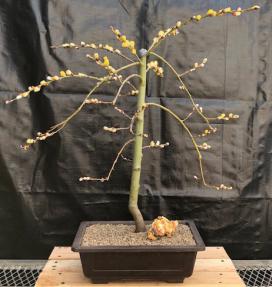 Flowering Weeping Pussy Willow Bonsai Tree<br><i>(salix caprea 'pendula')</i>